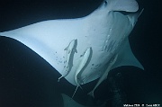 Mobula alfredi raie manta de recif-Maldives Fesdhoo lagoon-7m-20240423nuit-da-DSC_6417_tn